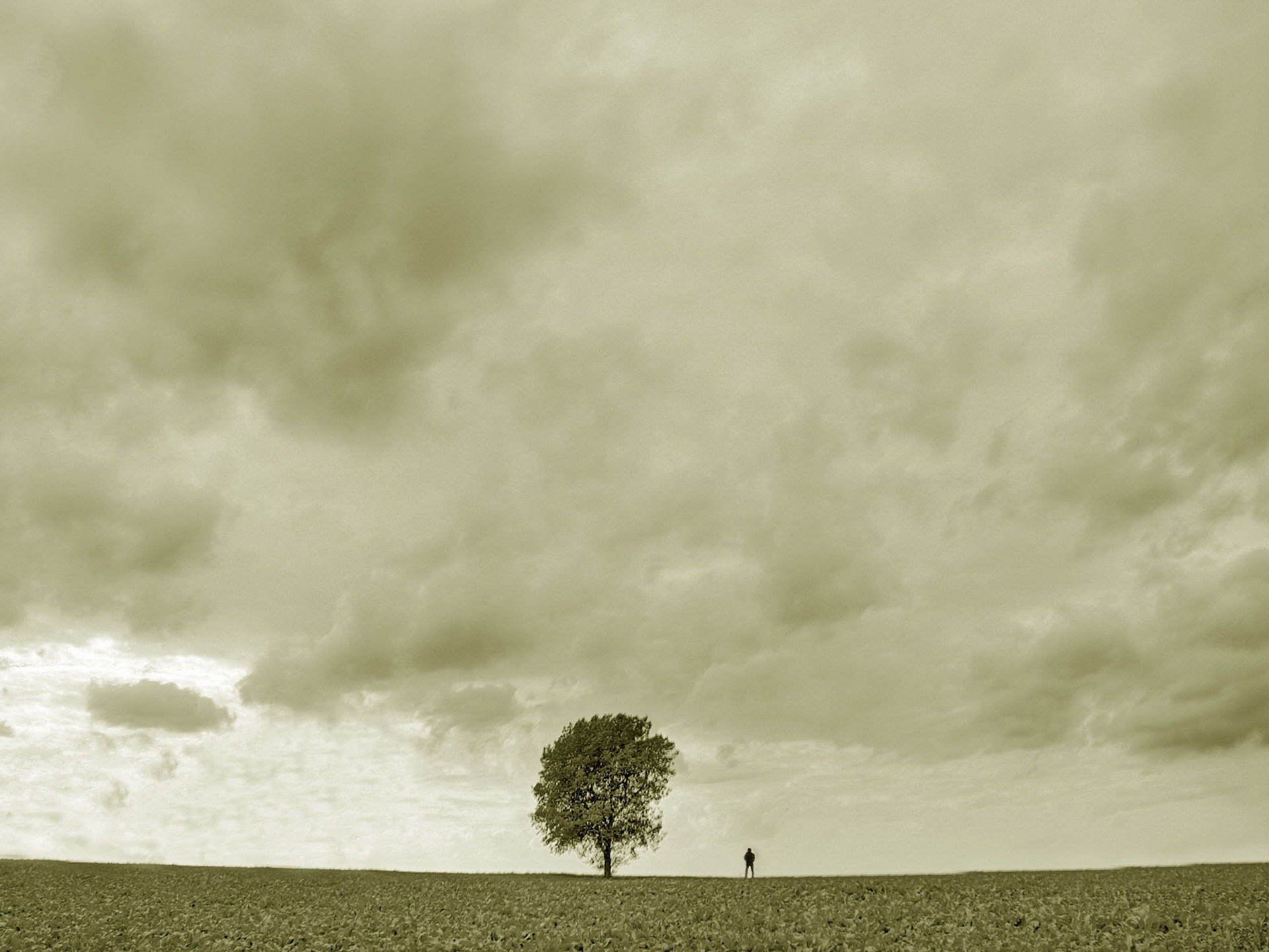 árbol hombre tristeza