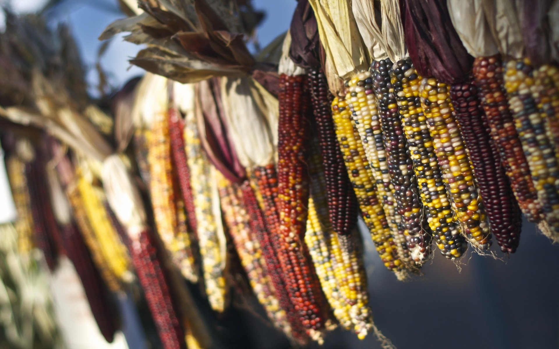 corn close up bokeh