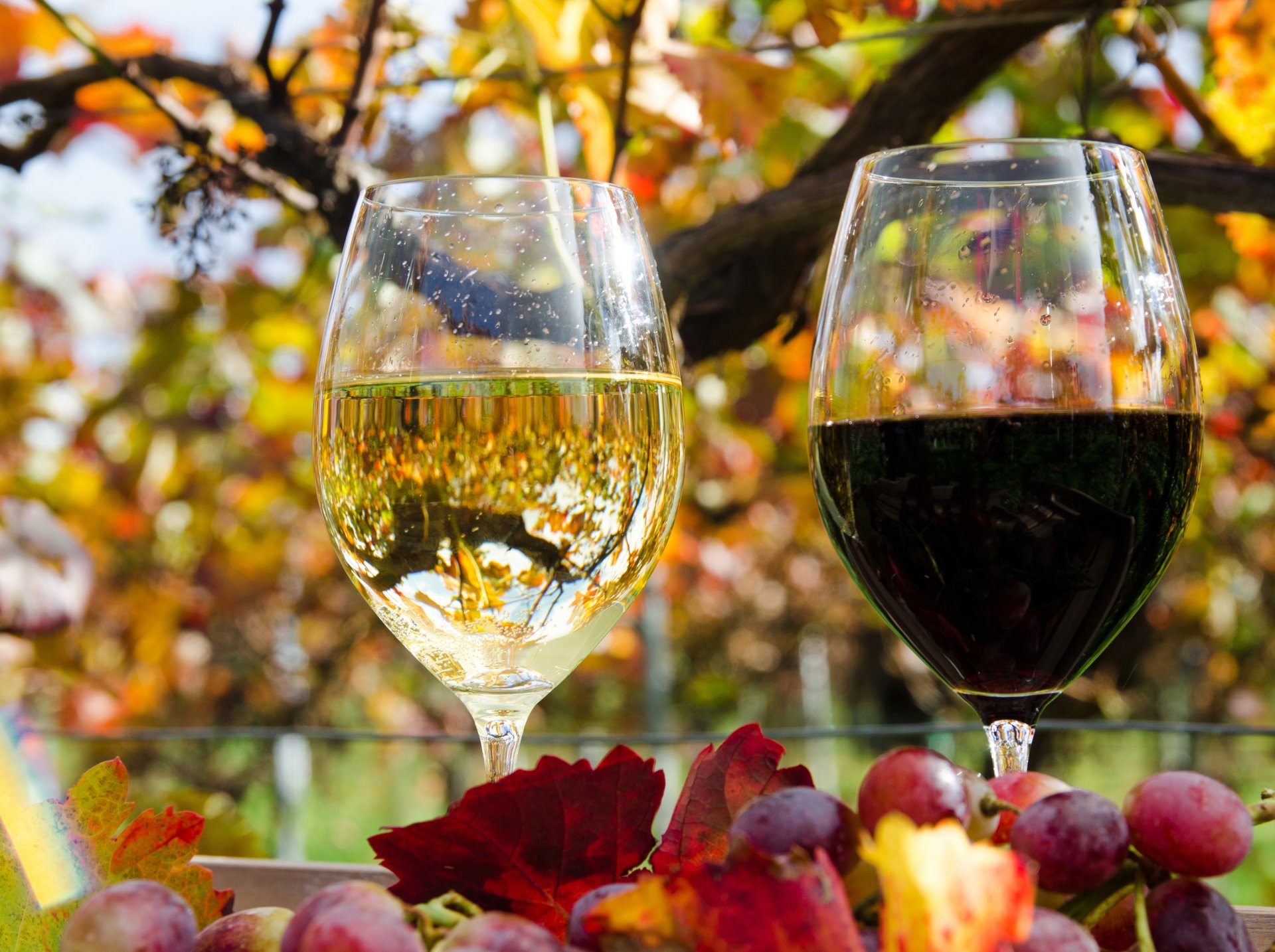 glasses reflection wine white red leaves autumn