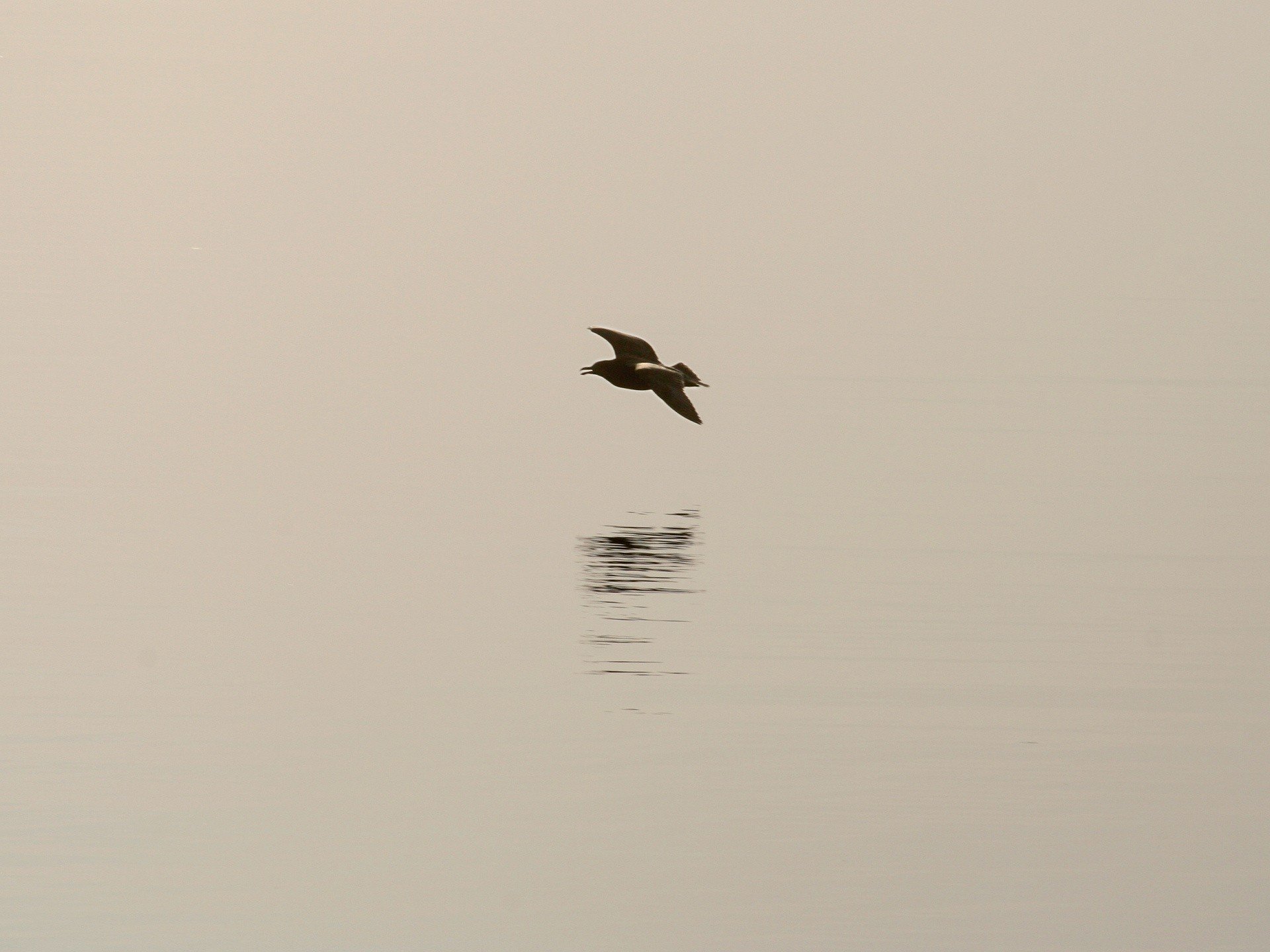 minimalismo pájaro sombra