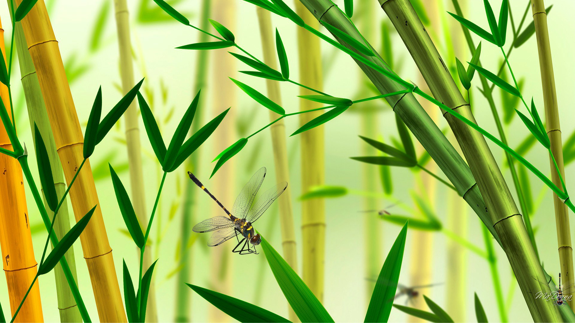 collage bamboo dragonfly insect plant nature