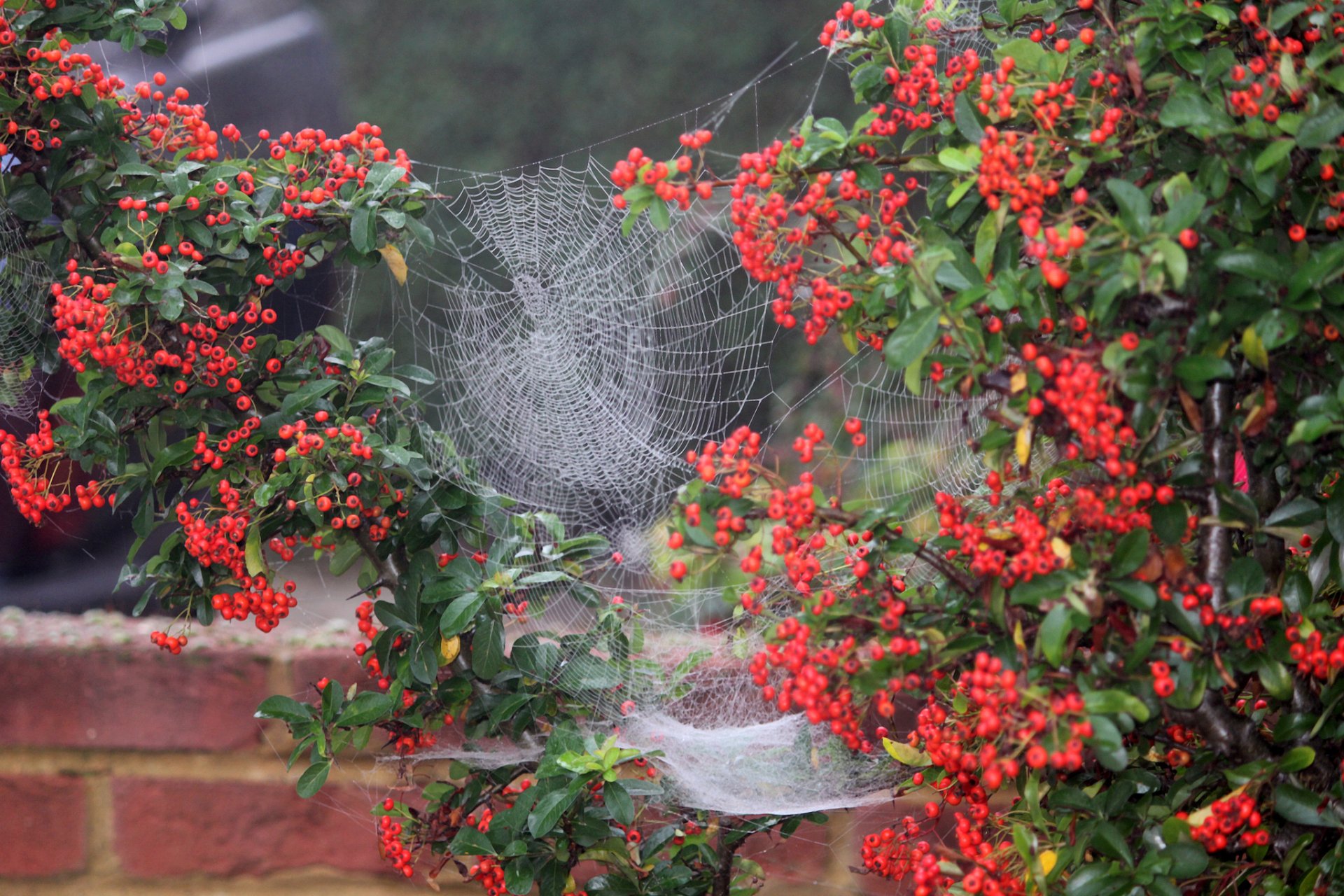 busch beeren spinnennetz hof makro