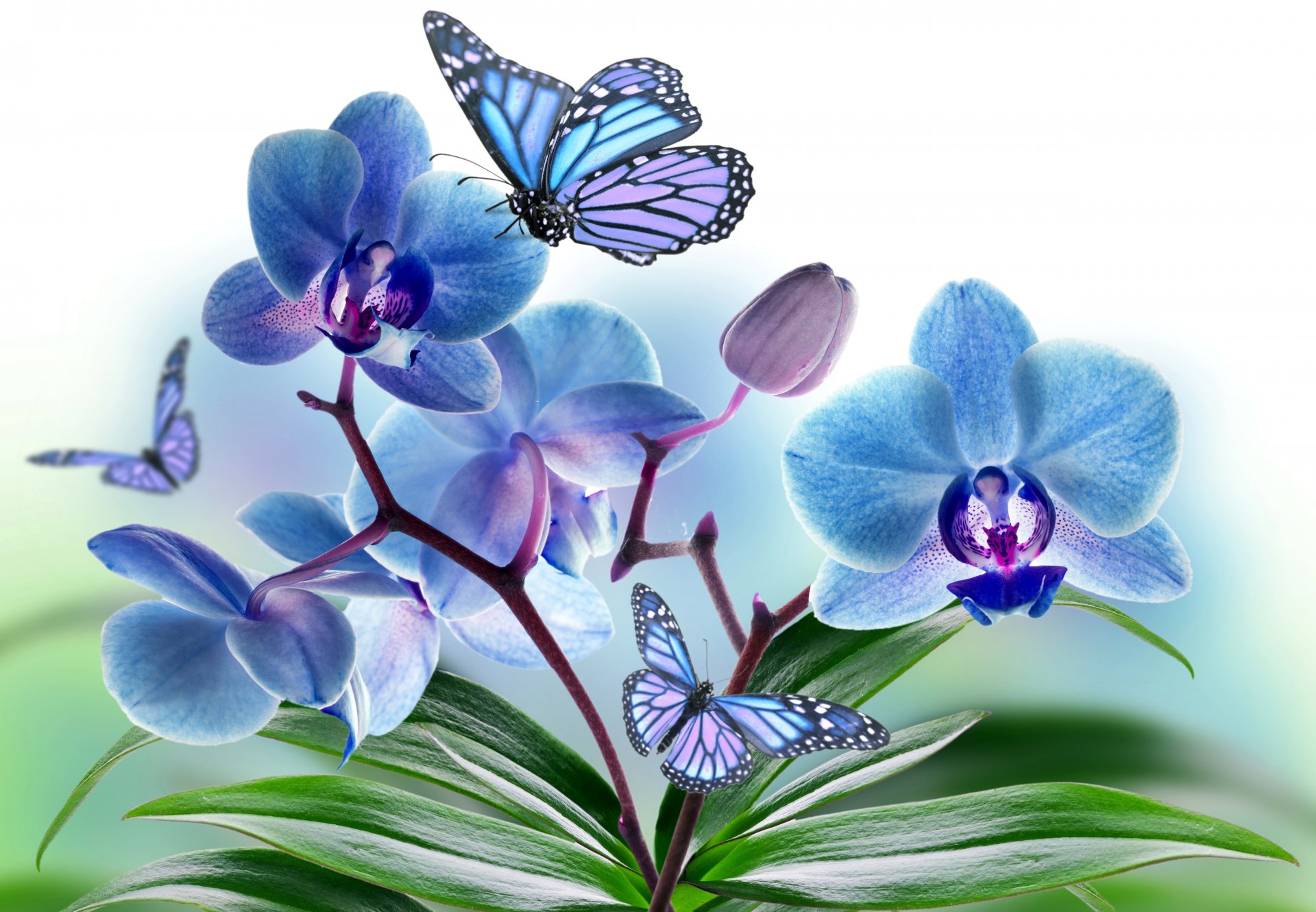 flower petals orchid butterfly wings collage