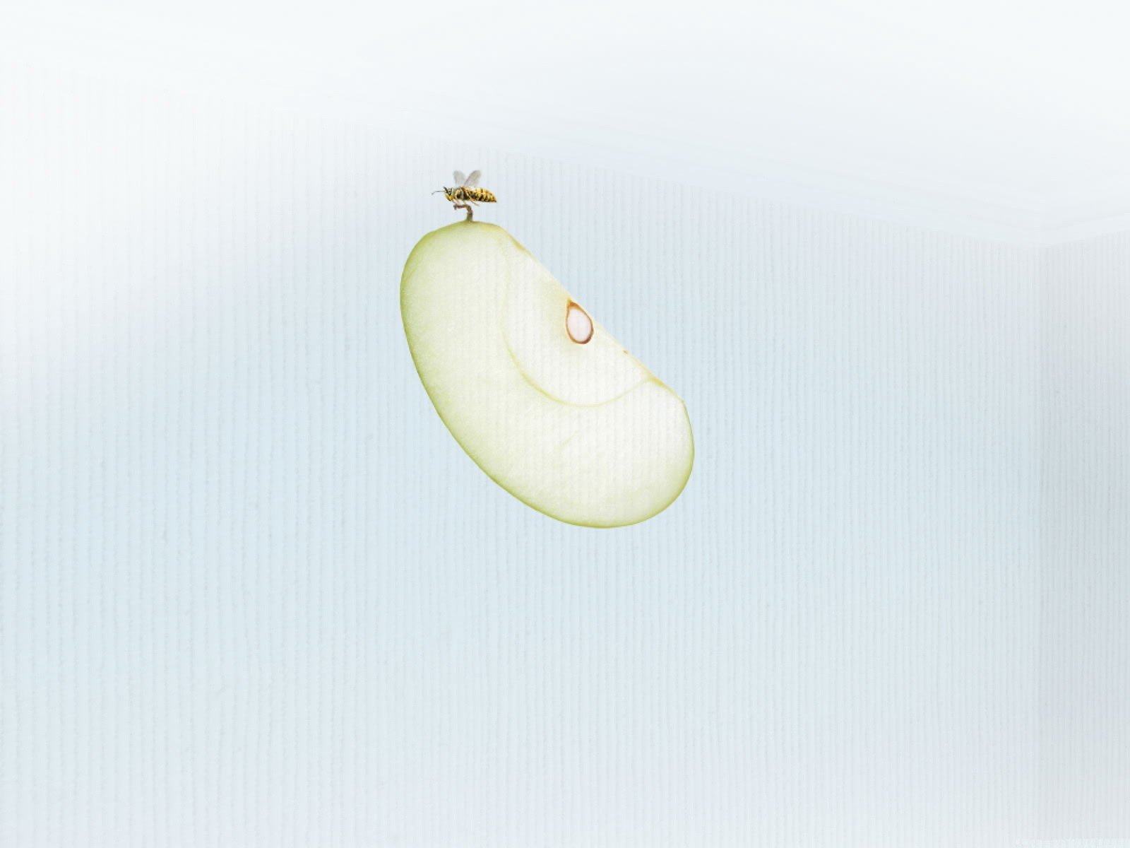 minimalism bee apple