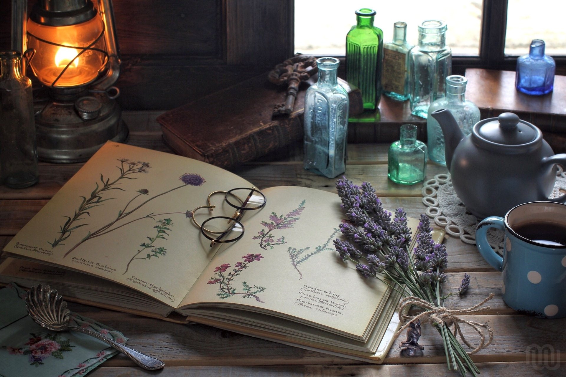 jahrgang buch herbarium zeichnungen blumen lavendel gläser flaschen lampe stillleben