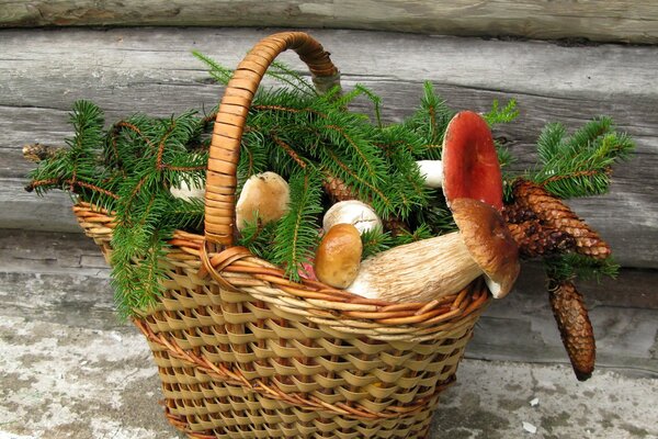 Forêt nature morte panier avec des champignons et des cônes