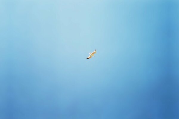 Mouette volante dans le ciel bleu