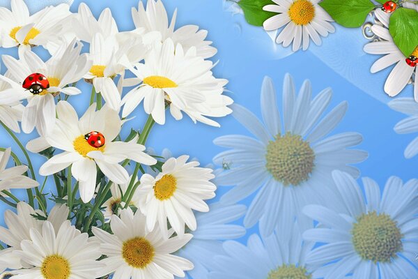 Coccinelles assis sur des marguerites