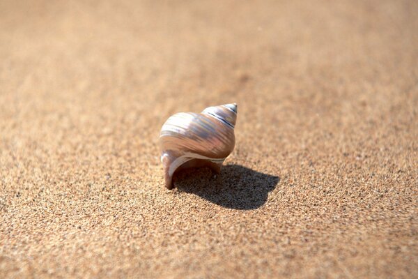 Nacre se trouve sur le sable