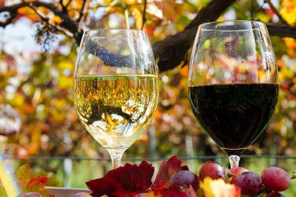 Verres à vin blanc et rouge sur fond de feuilles d automne