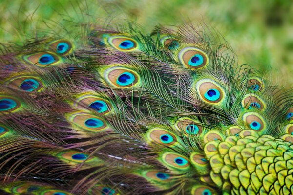 Peacock tail with feathers beautiful color