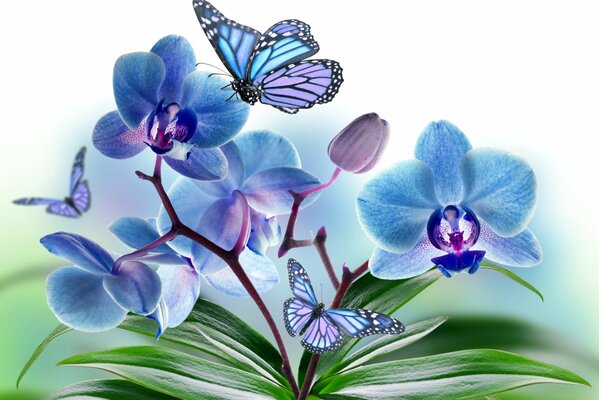 Blaue Orchideenblätter mit flatterndem Schmetterling