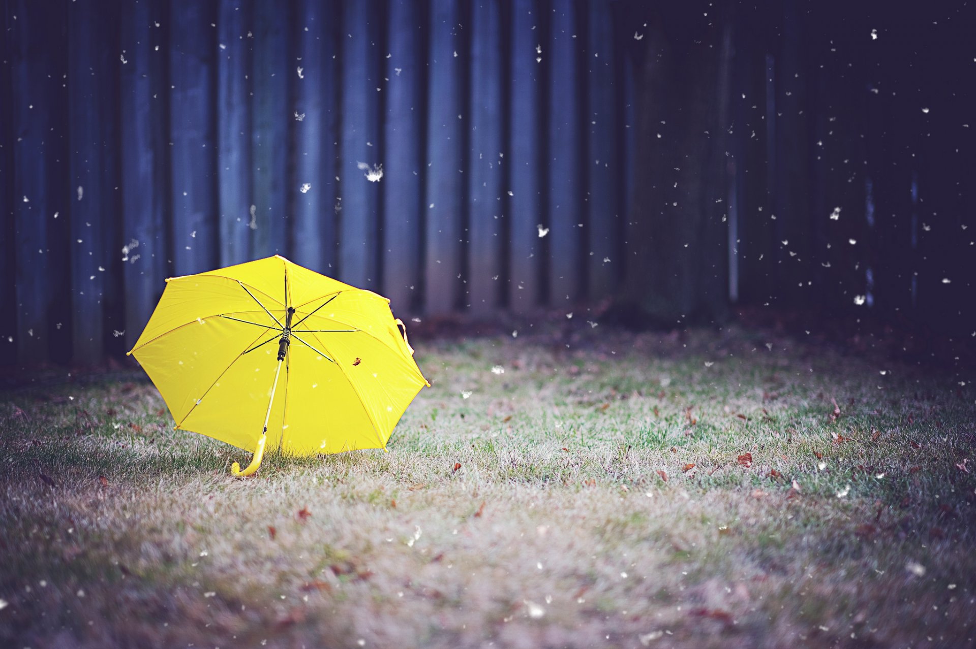 parapluie herbe jaune cour