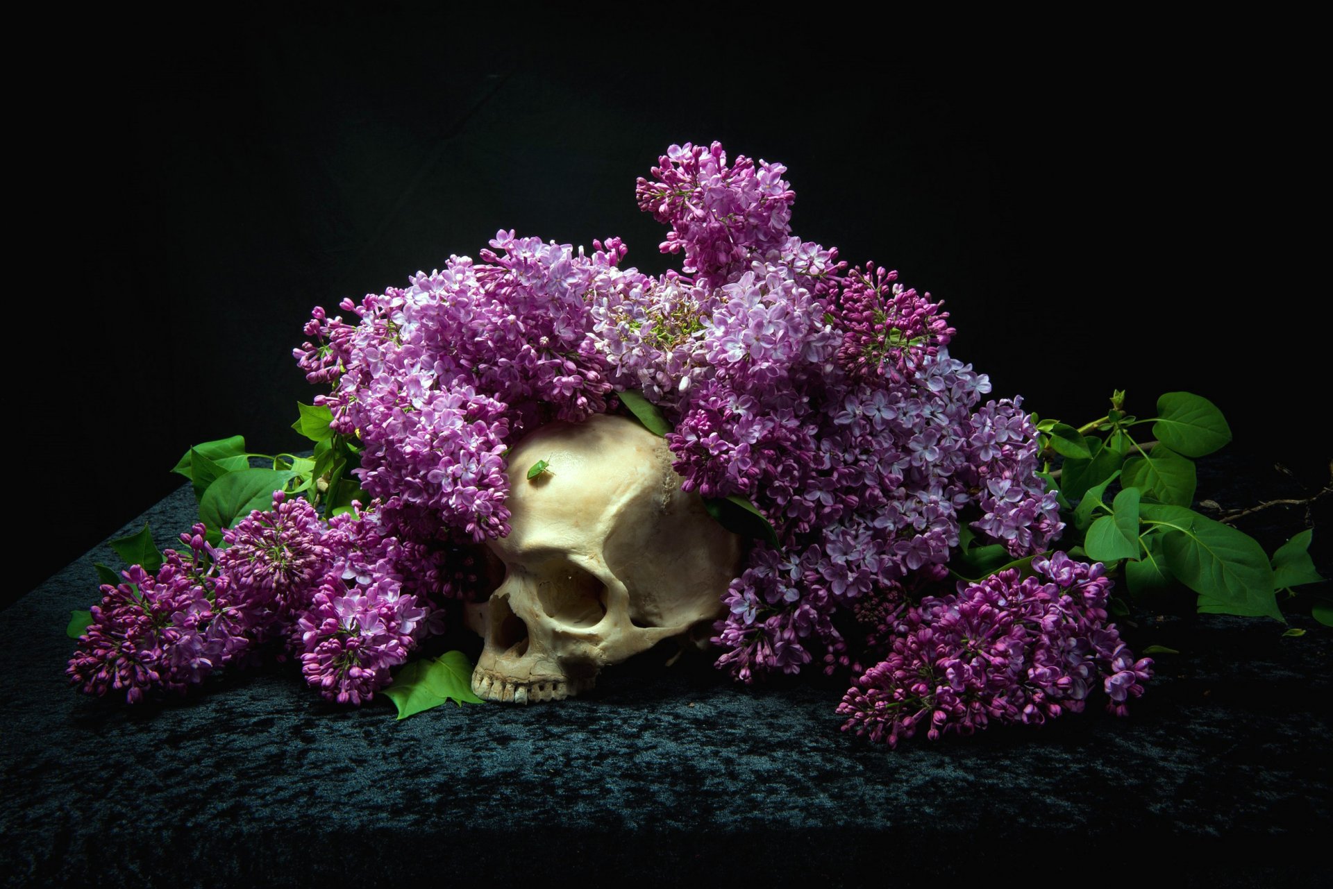 background flower skull lilac