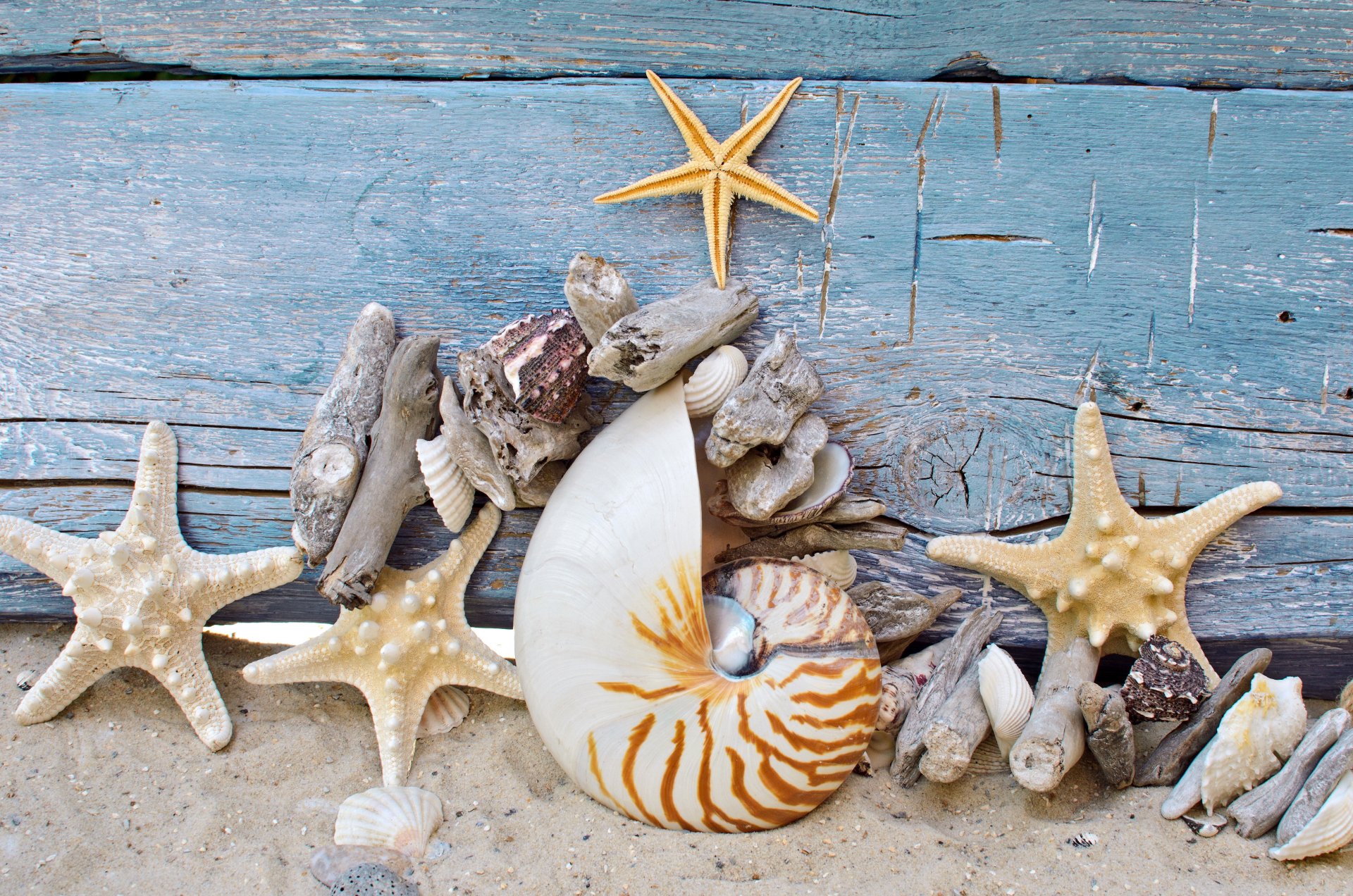 conchiglie stelle sabbia albero mare ciottoli spiaggia