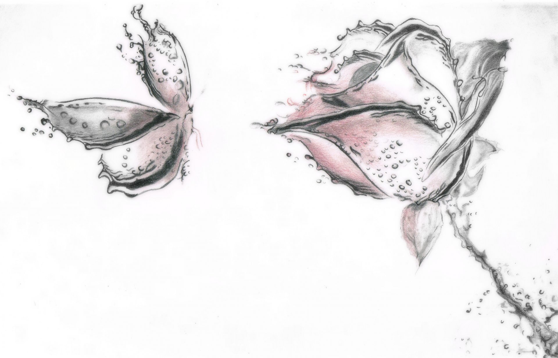 picture flower rose butterfly petal