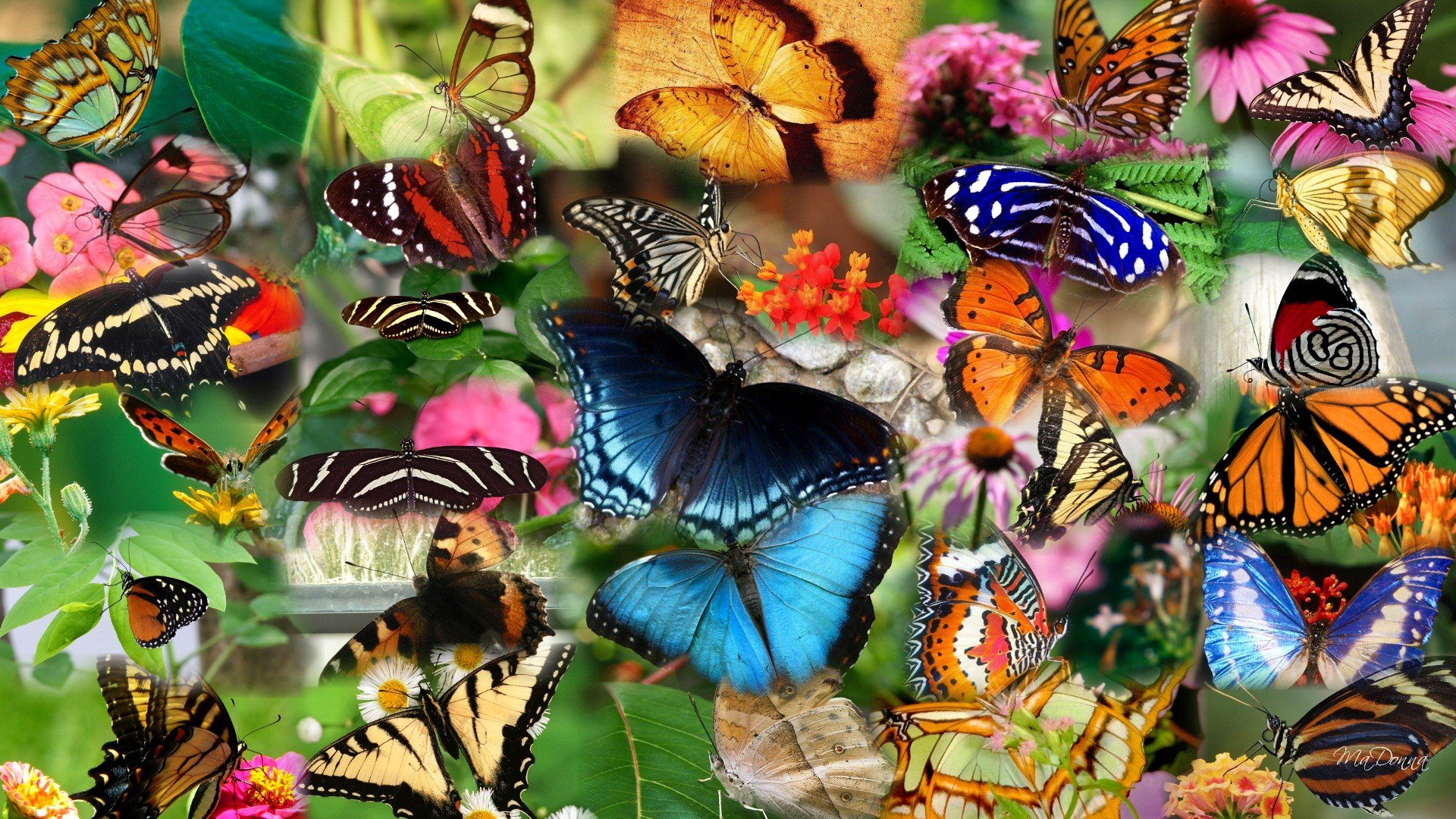 collage papillon insecte papillon de nuit