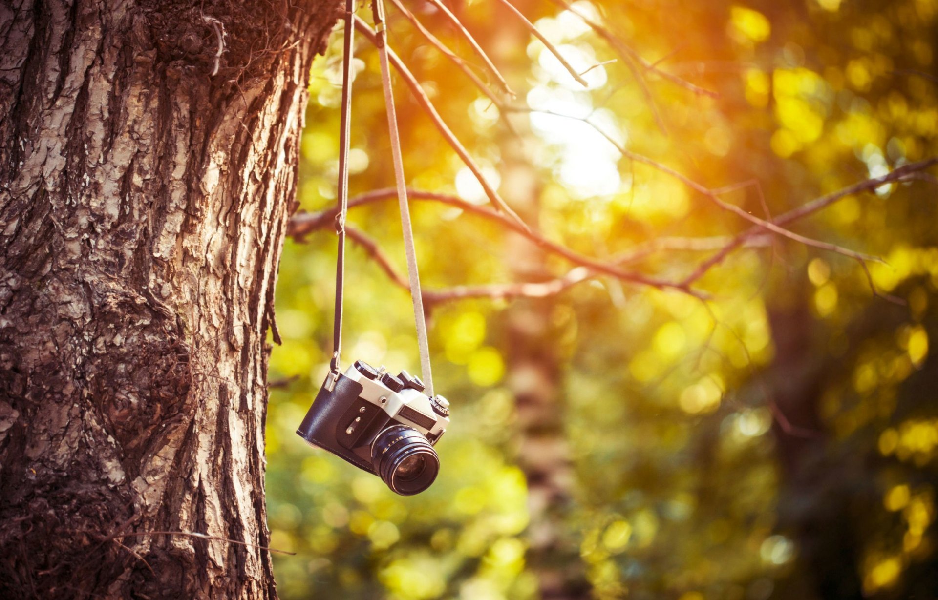 miscellaneous camera camera film pictures tree trees bark greenery leaves leaves branches morning afternoon photo shoot blur background wallpaper widescreen fullscreen widescreen