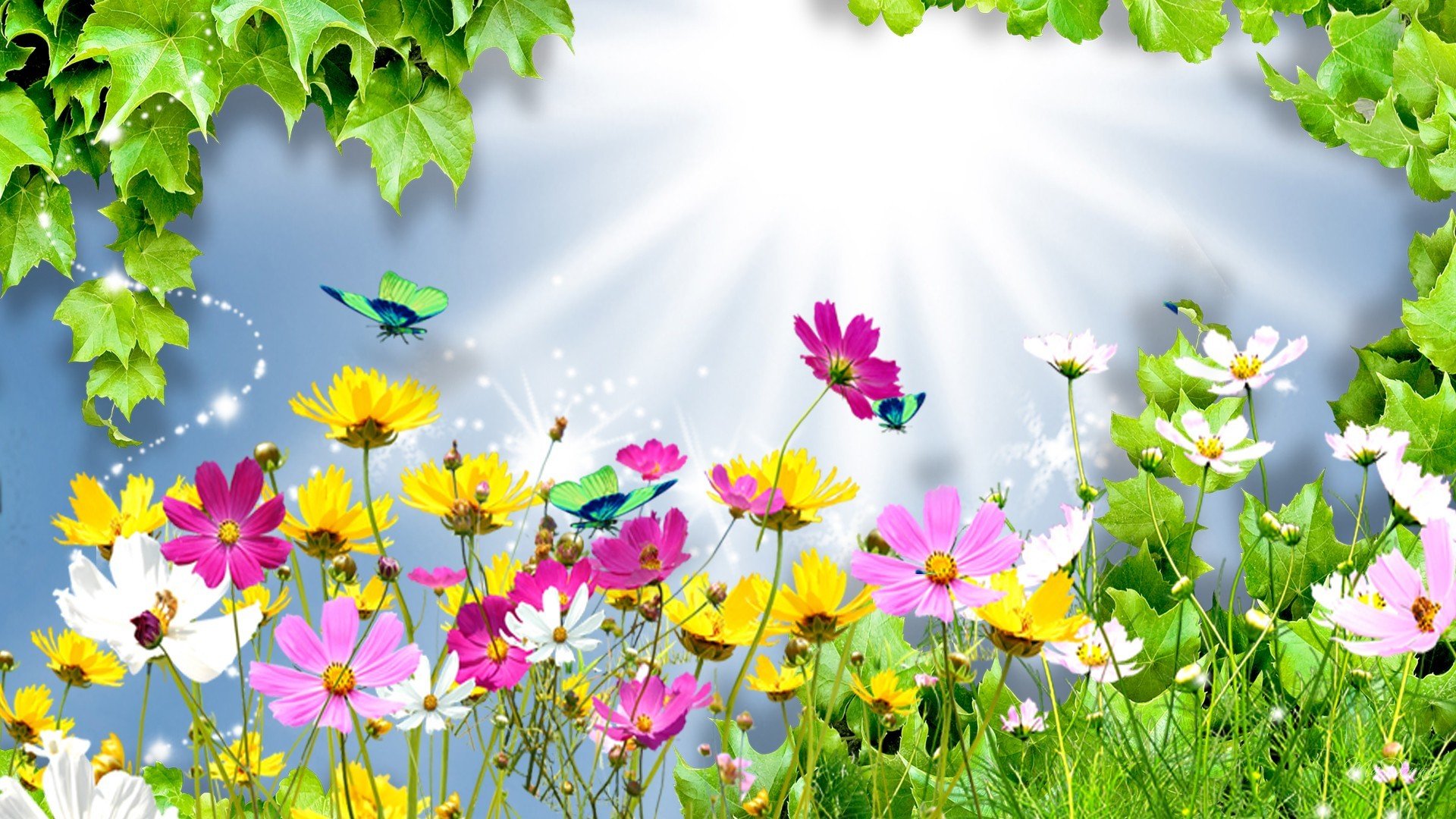collage summer flower kosmeya light rays leaves butterfly