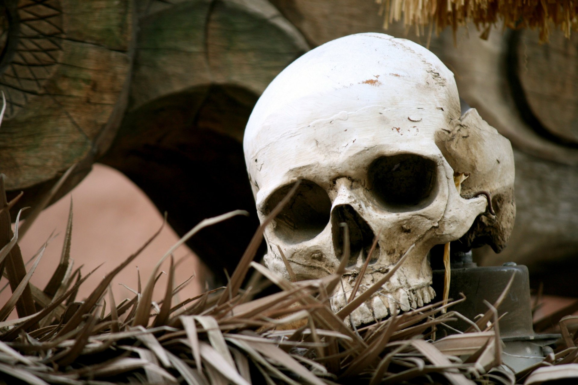 grass skull bone remain