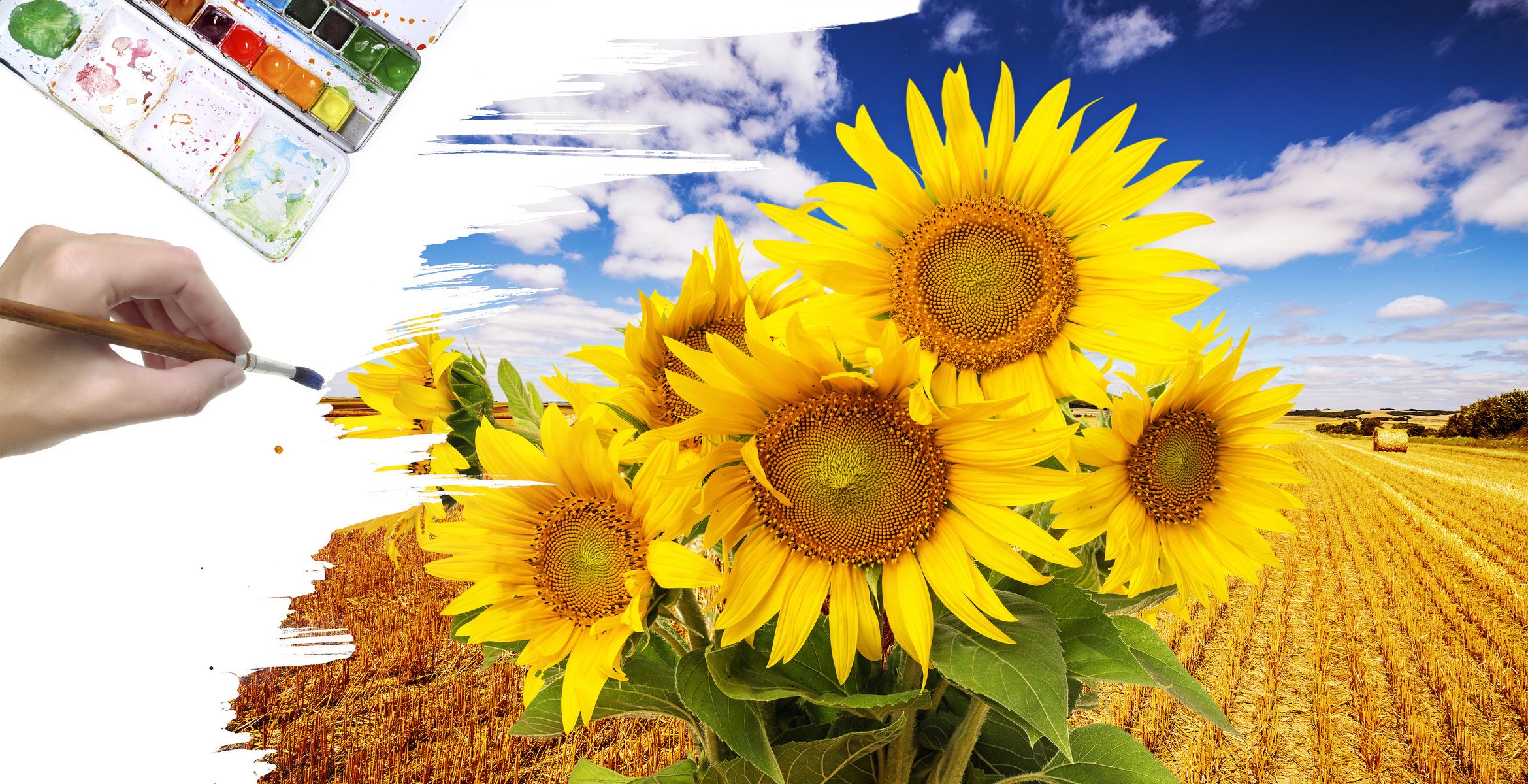 creativo disegno girasoli campo vernice pennello
