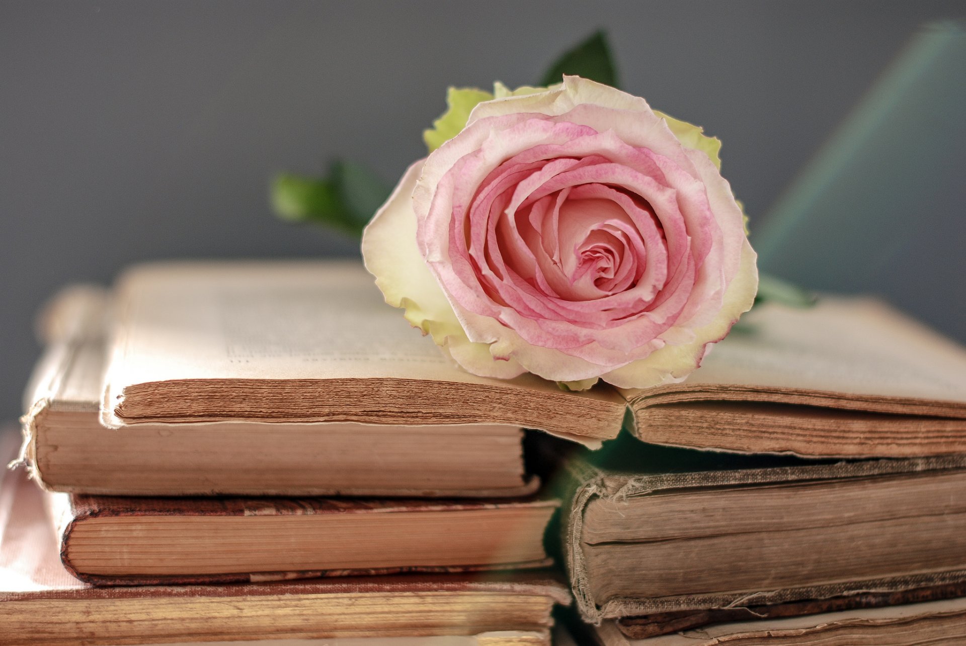 livres fleur rose délicat