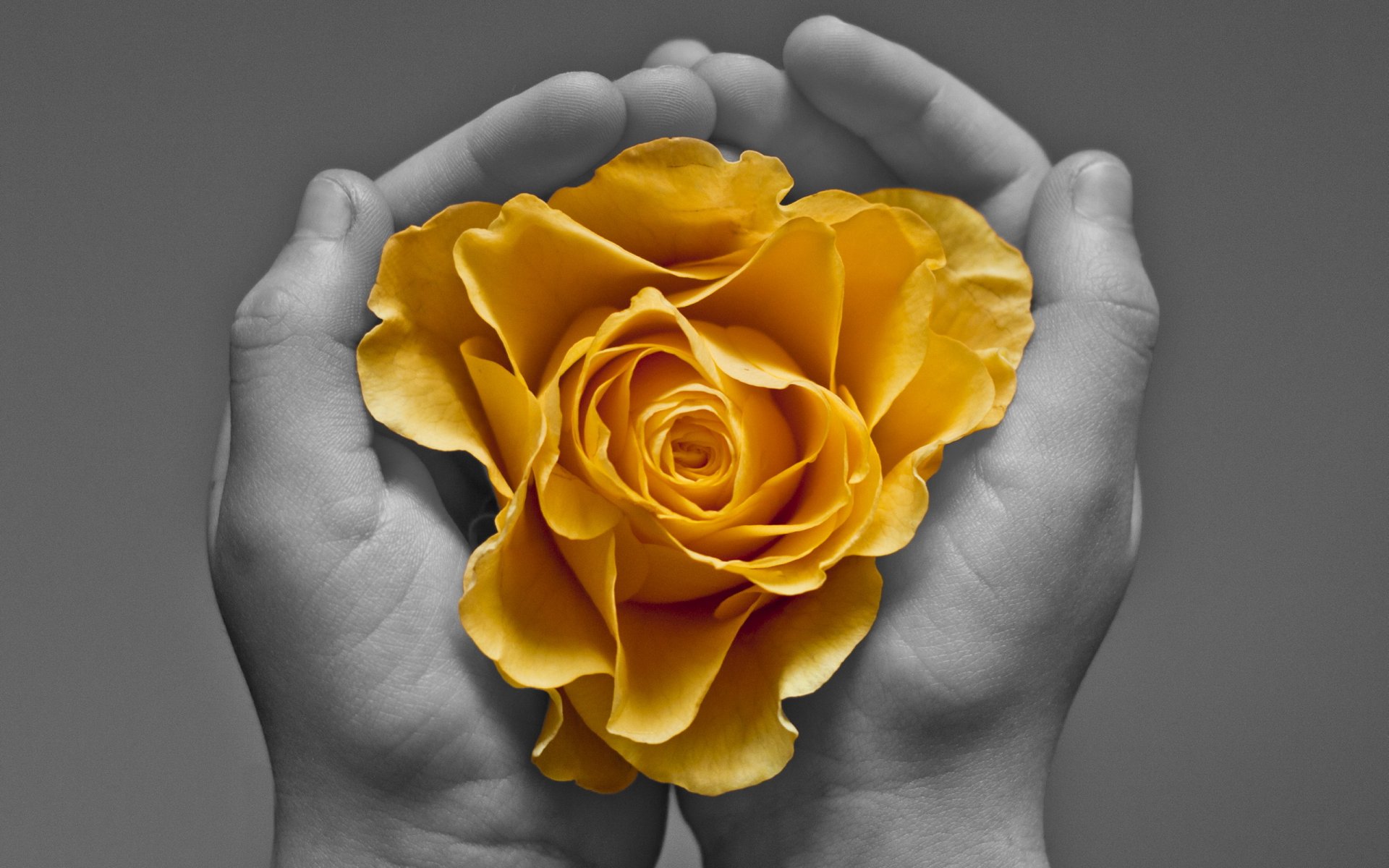 mains fleur fond