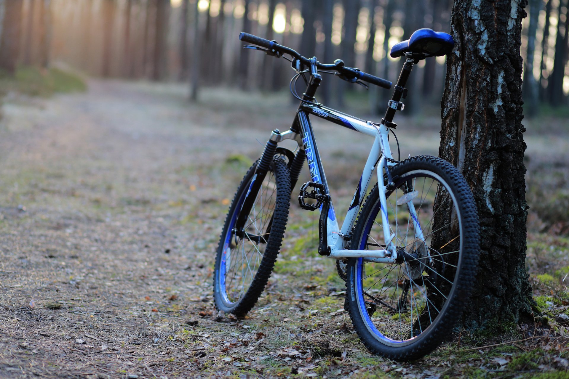 foresta sentiero albero bicicletta mattina
