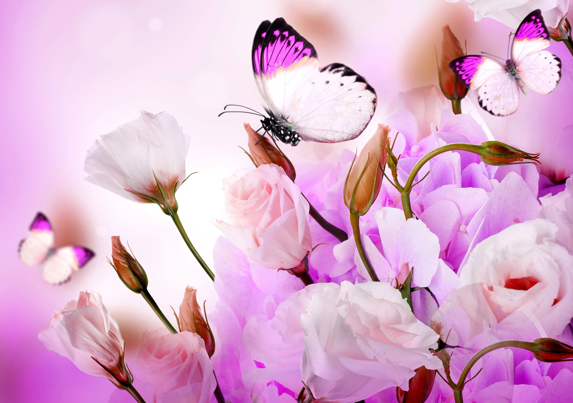 collage flower petals butterfly