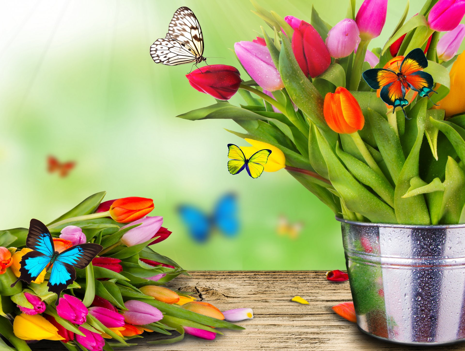 wiosna kwiaty tulipany wiadro bukiet motyl ćma kolaż