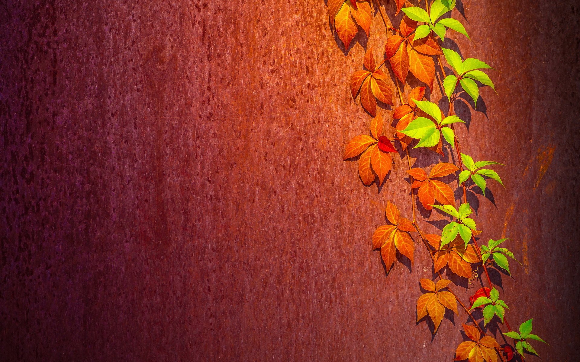 mur feuilles fond