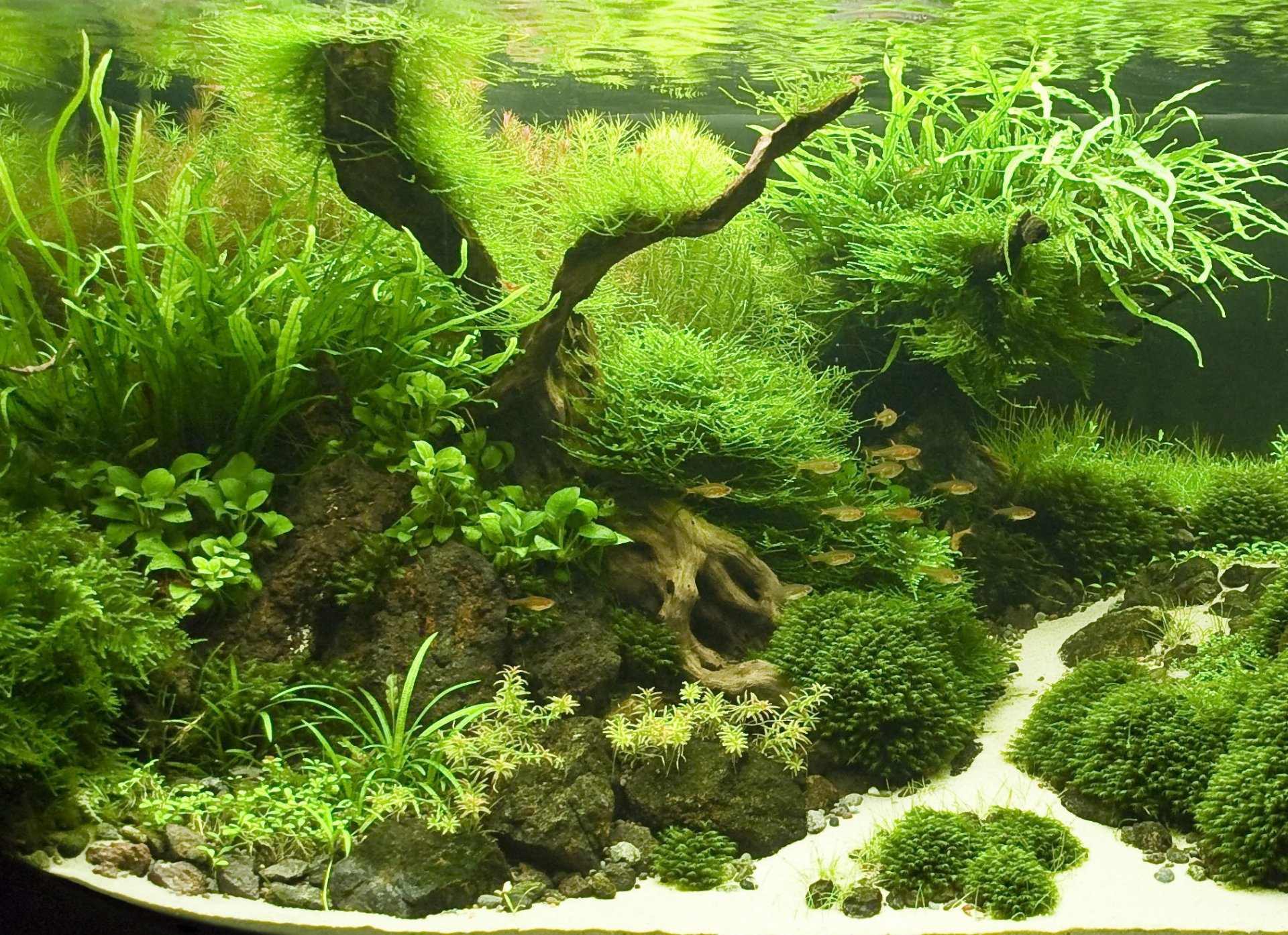 aquarium plants fish