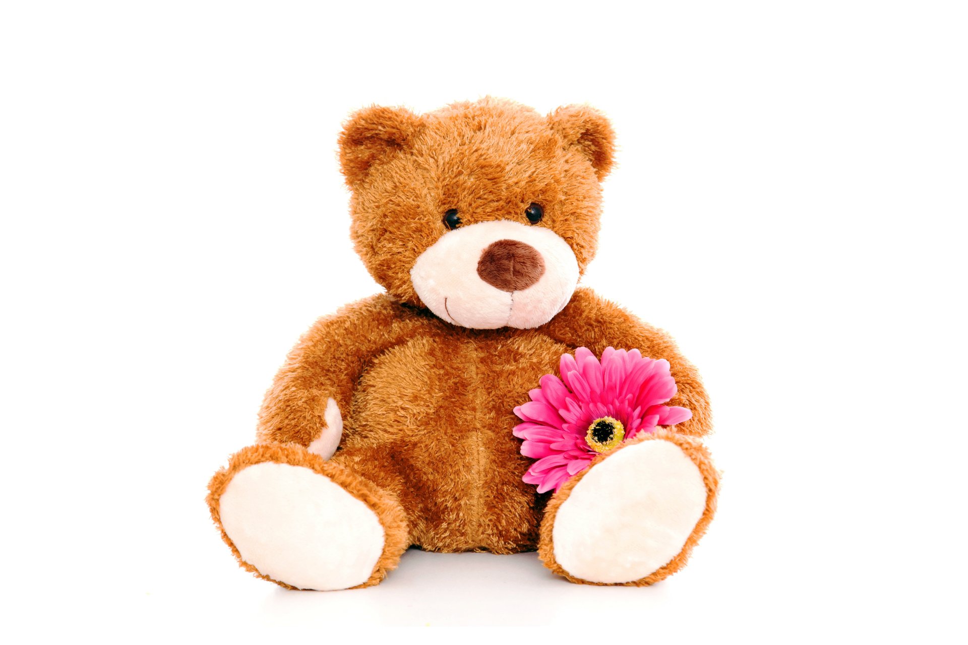 peluche ours jouet ours en peluche fleur