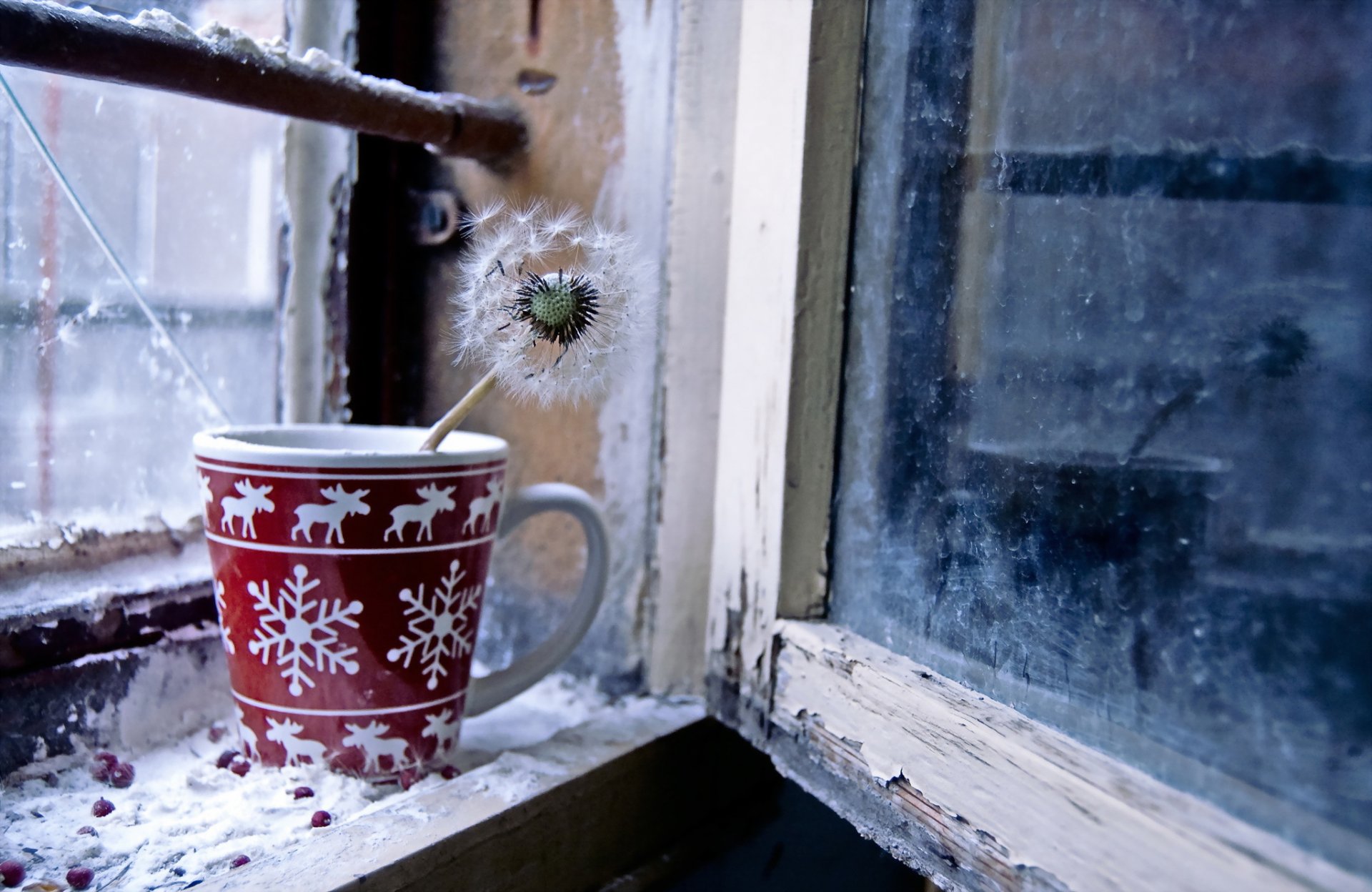 fenster tasse löwenzahn