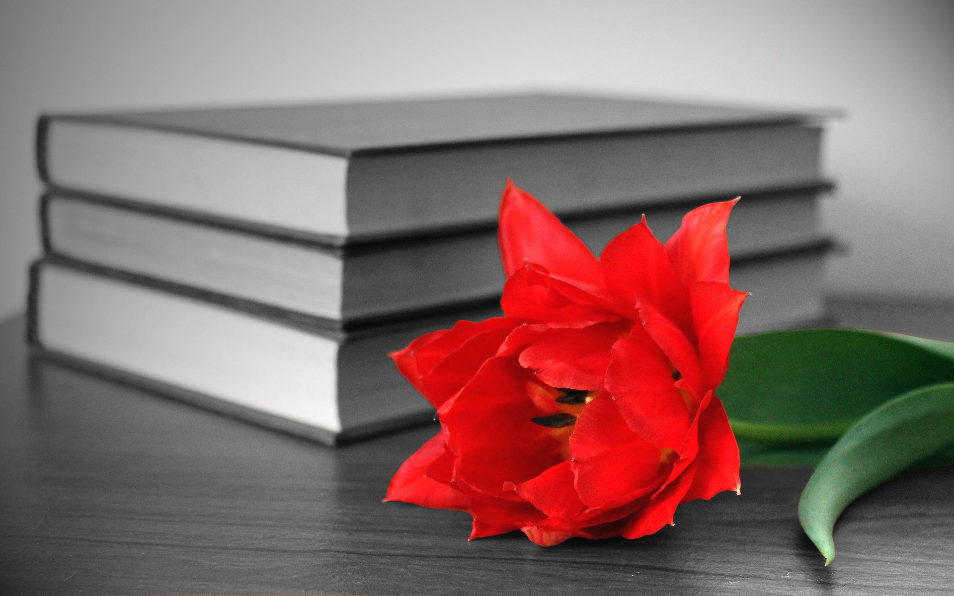 libri fiore rosso tavolo
