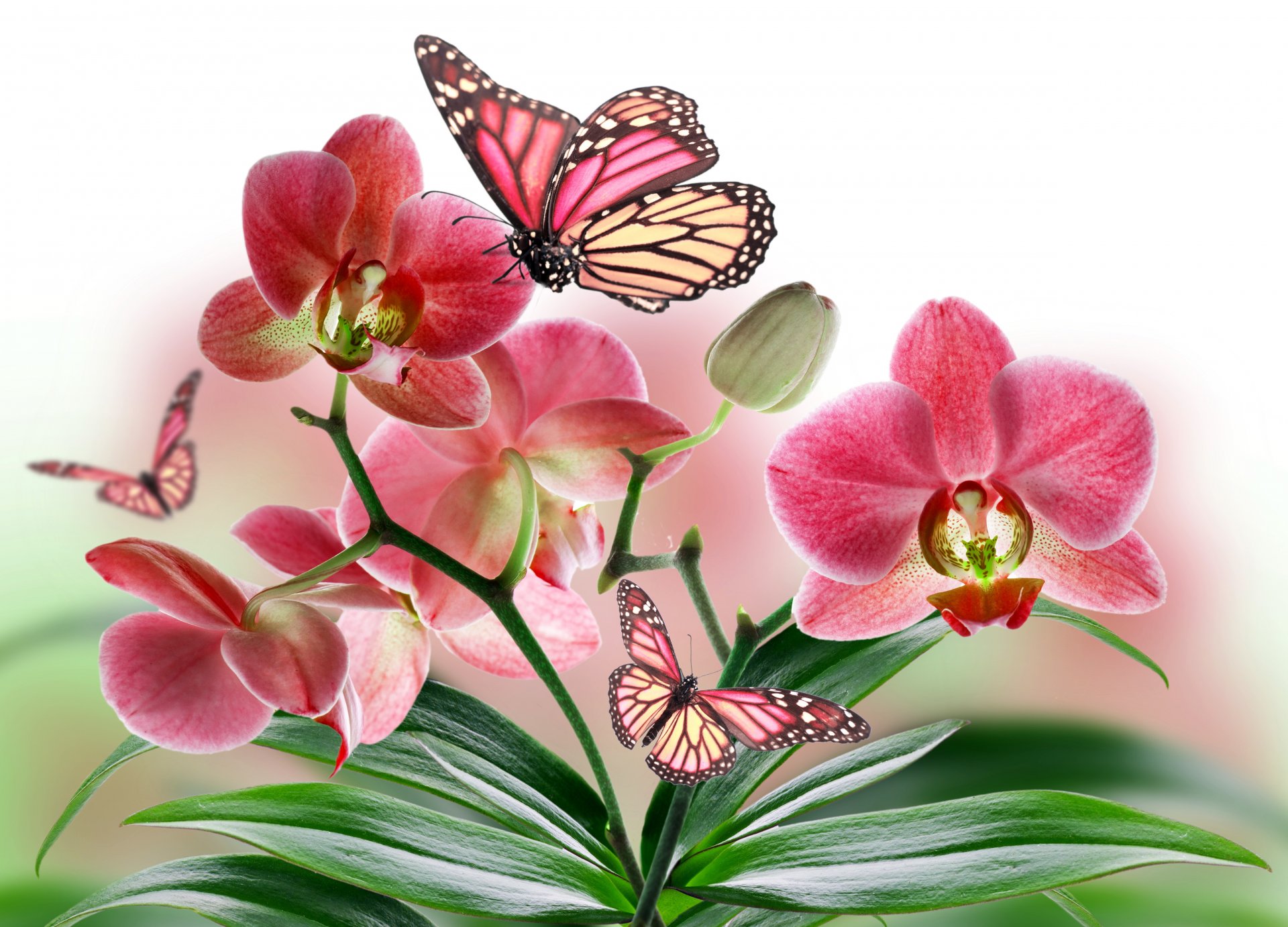 kwiaty orchidea płatki roślina motyl skrzydła natura kolaż