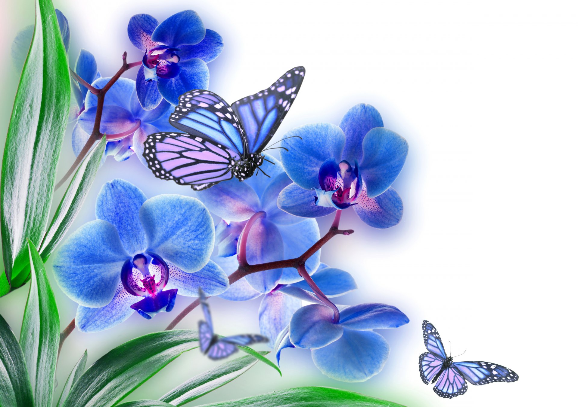 kwiaty płatki orchidea motyl skrzydła kolaż