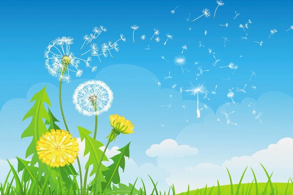 Dente di leone in fiore contro un cielo blu brillante