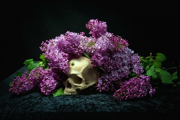 Cranio in bouquet di lillà su sfondo nero