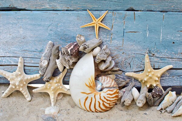 Conchiglie, gite in mare. spiaggia, sabbia