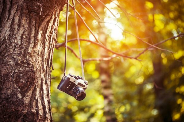 A camera hanging on a tree branch