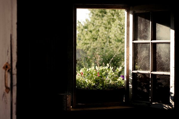 Open window with a view of nature