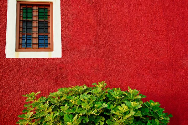 Arbusto verde frente a la pared roja