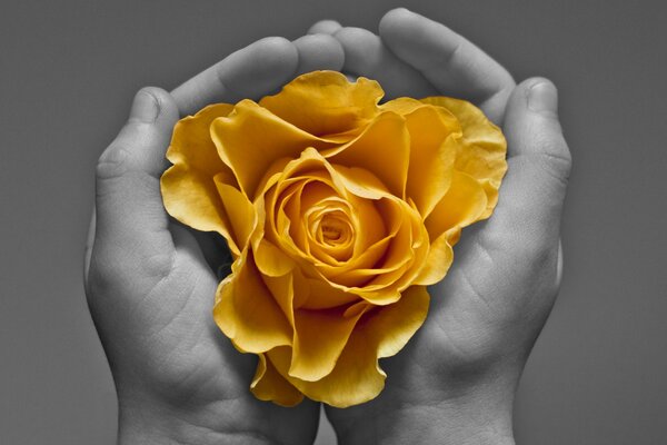 Gelbe blühende Rose in den Handflächen