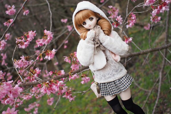 Cherry blossoms are a beautiful sight