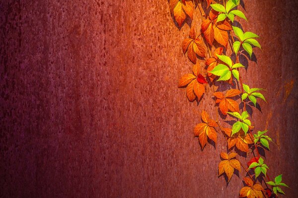 Vite su un muro di Terracotta