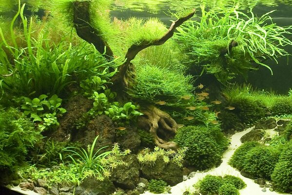 Aquarium mit Pflanzenwasser für Fische