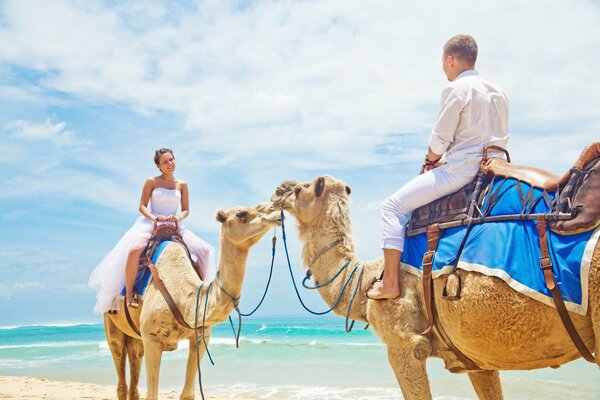 Nowożeńcy. zakochana para jeździ na plaży na wielbłądach