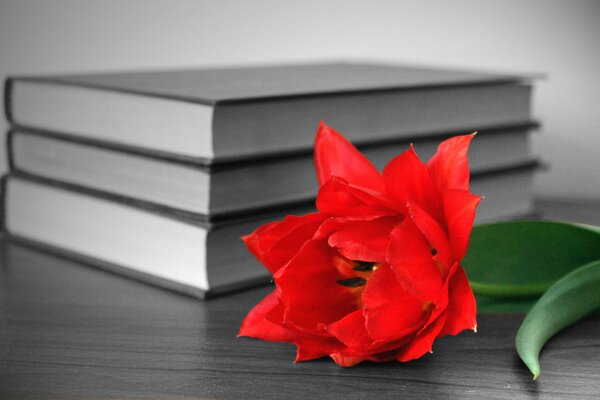 Schöne rote Blume auf dem Büchertisch