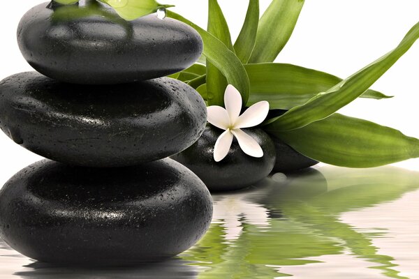 Schwarze Spa Steine und Lotusblume